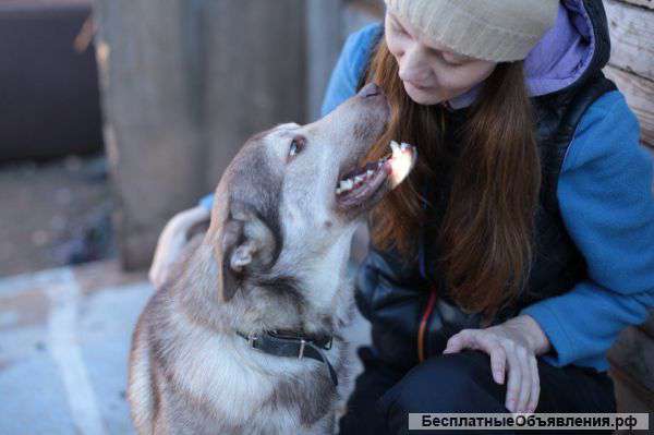 Лайка (метис) с красивыми янтарными глазами в дар