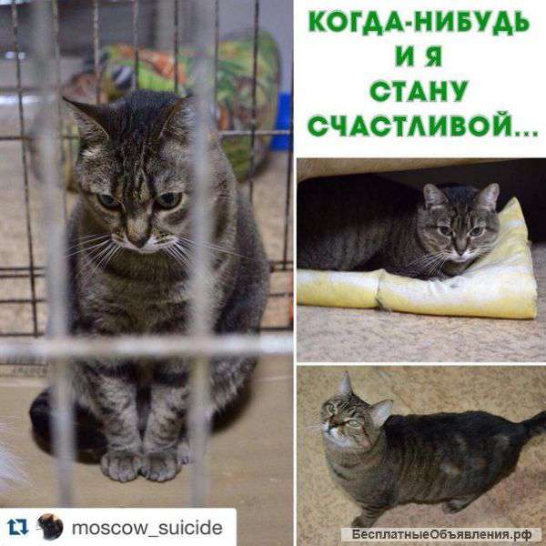 В хорошие руки очень добрая кошечка,очень хочет домой