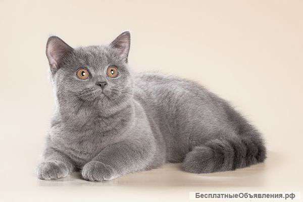 Британская кошечка