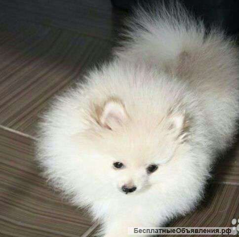 Мини Померанка