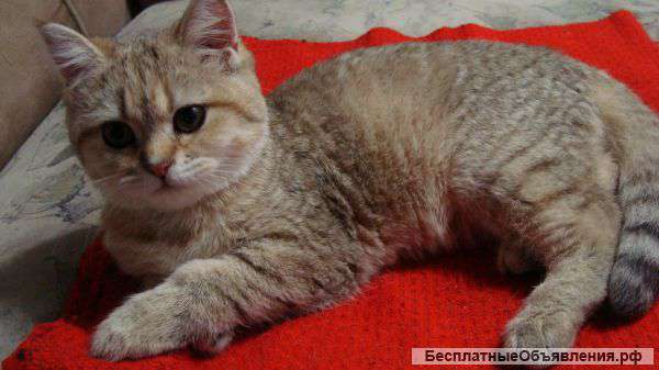 Золотые шиншиллы