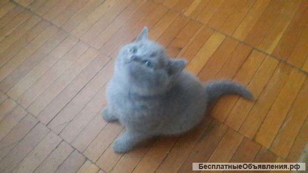 Британские котята