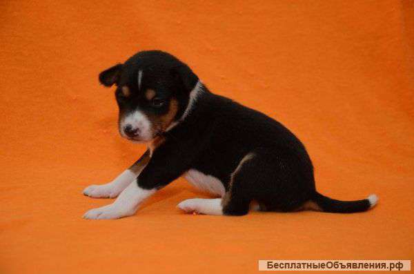 Щенки басенджи, триколор и рыже-белые