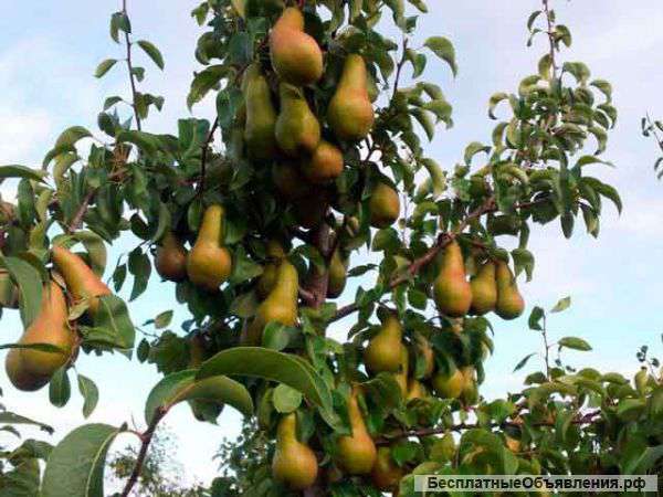 Саженцы плодовых деревьев и кусы роз