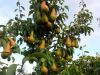 Саженцы плодовых деревьев и кусы роз