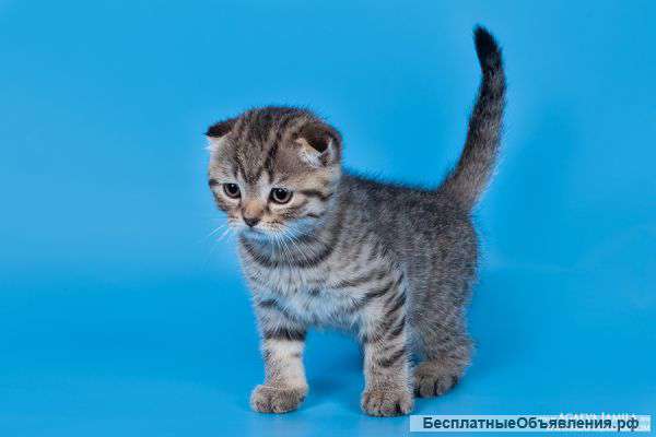 Плюшевые очаровательные котята