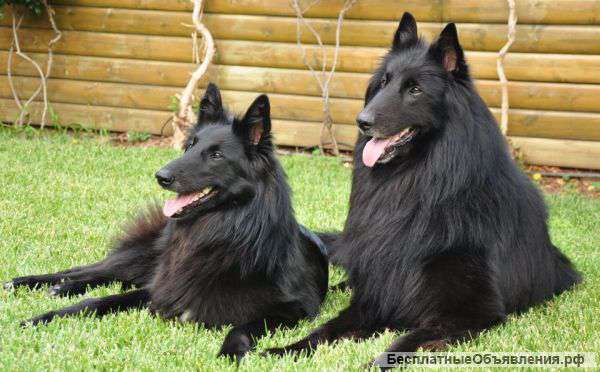 Бельгийская овчарка грюнендаль щенки. РКФ.