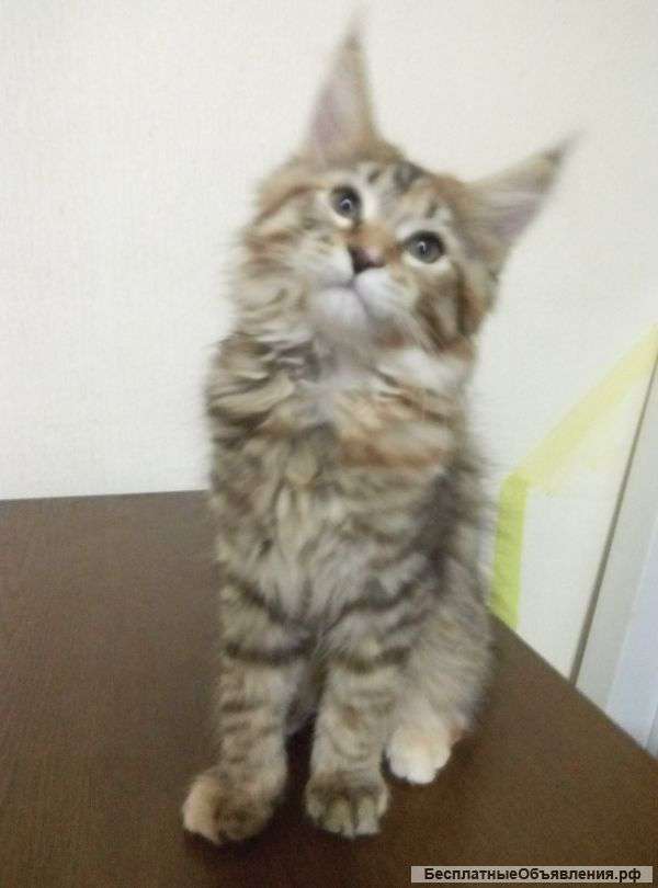 Котята девочки мейн-кун