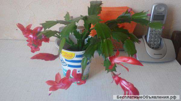 Комнатные растения