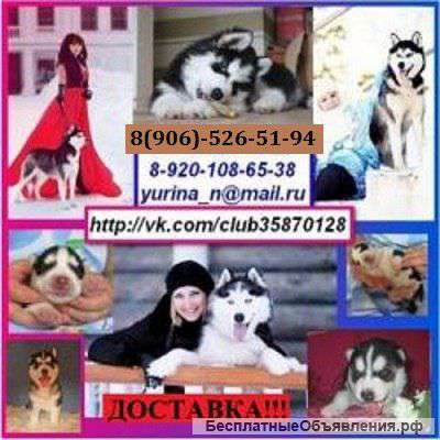 Голубоглазые черно-белые щенята сибирской хаски