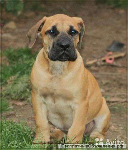 Лучшие Щенки