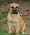 Лучшие Щенки