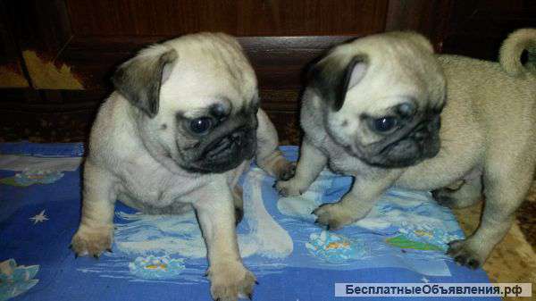 Щенков мопса