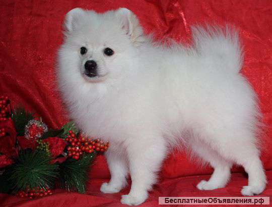 Щенка немецкого шпитца