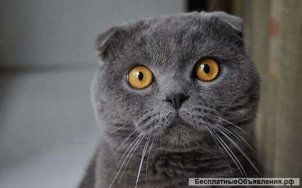 Приму в дар шотландскую вислоухую