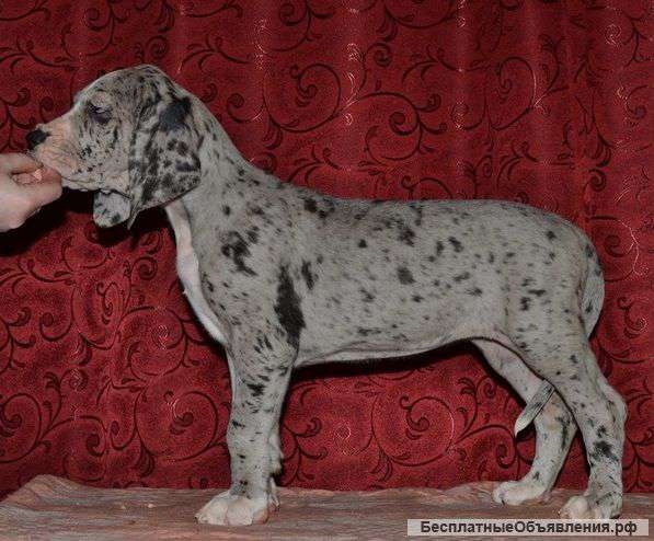 Щенки Немецкого Дога