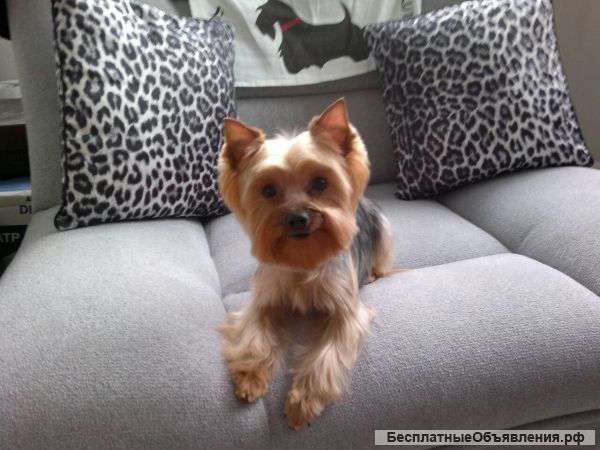 Зоосалон на Кутузовском проспекте. Стрижка собак.