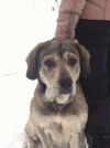 Отдам собаку
