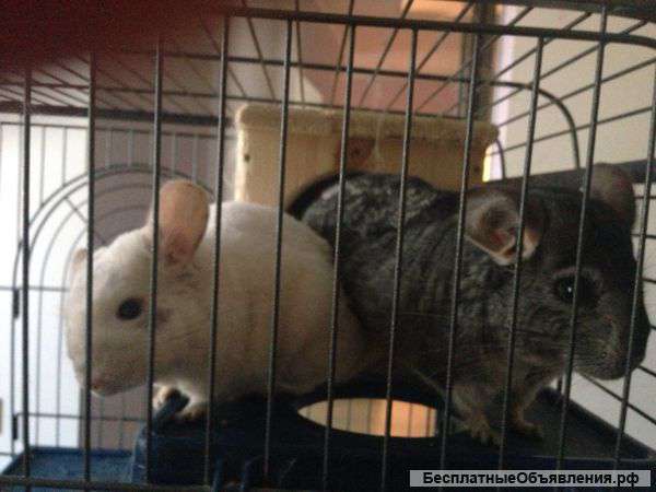 Пара шиншилл