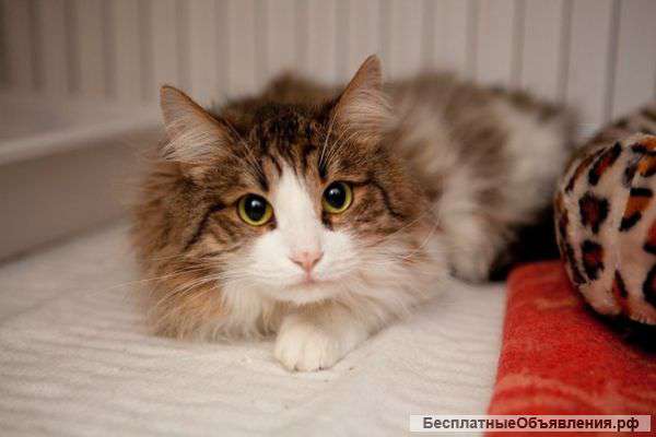 Котик Максимка ищет семью