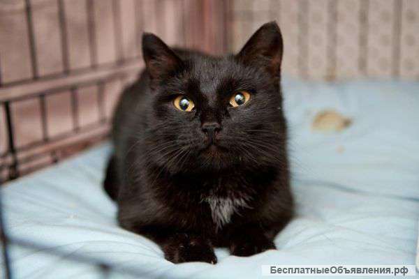 Кошечка Ева верит в счастливое будущее