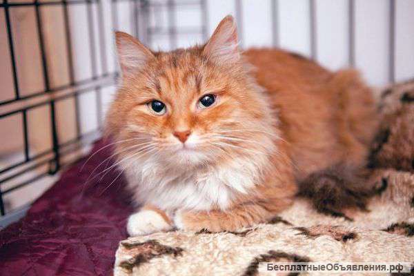 Славная Лисичка мечтает найти семью