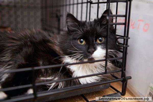 Юный и харизматичный кот Сорренто ищет дом и друзей