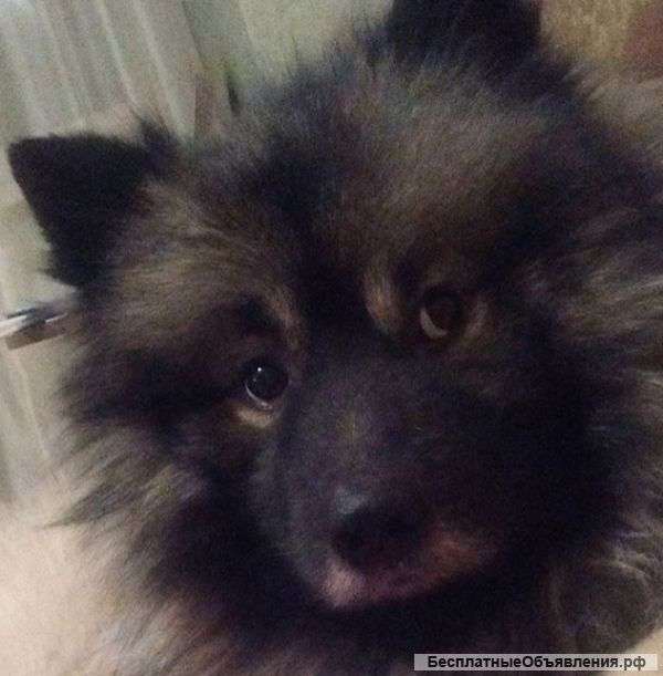 Немецкий вольфшпиц (кеесхонд) ищет новый дом