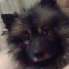 Немецкий вольфшпиц (кеесхонд) ищет новый дом