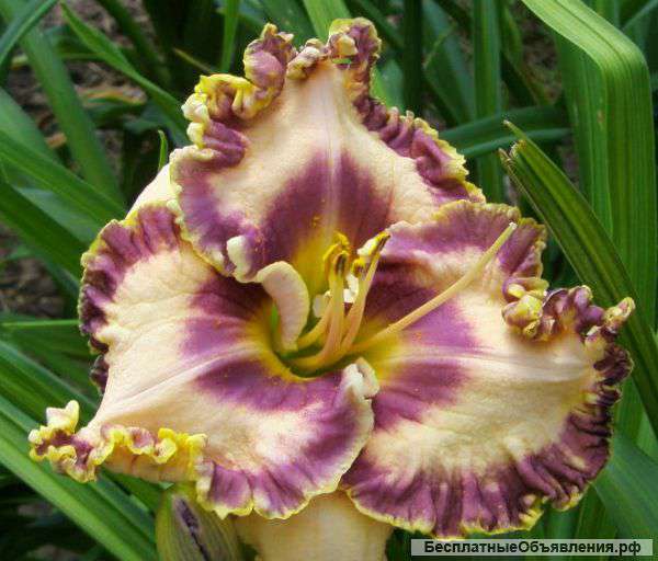 Семена лилейников новой селекции