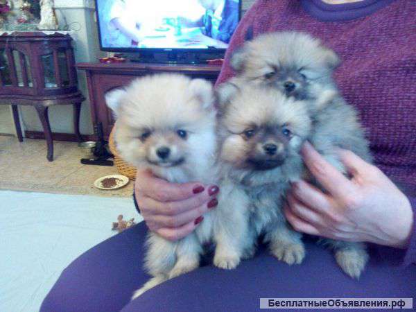 Породистые щенки Карликовый шпиц