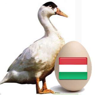 Инкубационное яйцо утки Мулард