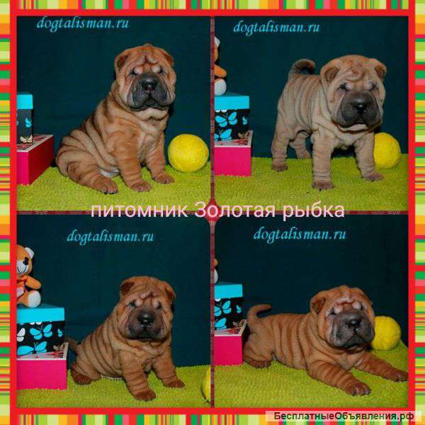 Щенки шарпея, купить щенка шарпея можно у нас в питомнике