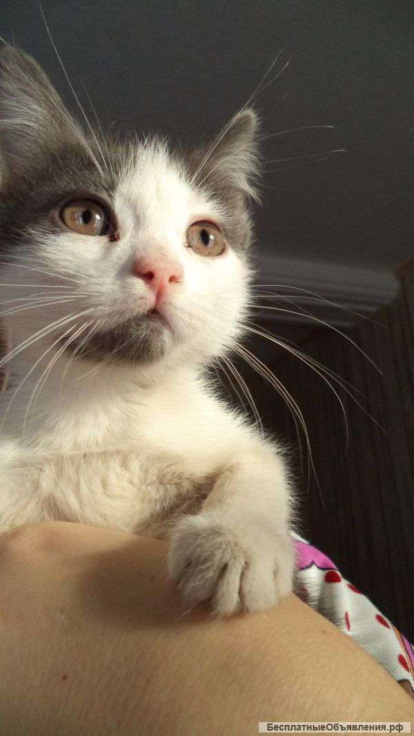 Котик ищет домик