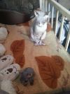 Котят