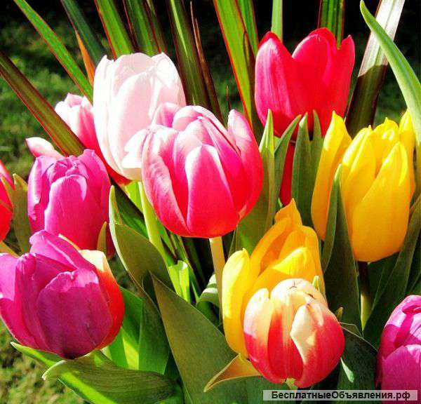 Голландские тюльпаны к 8марта ОПТ