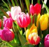 Голландские тюльпаны к 8марта ОПТ