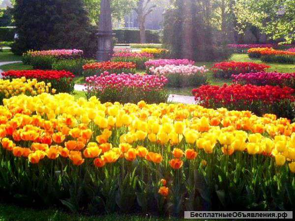 Отличные Голландсике тюльпаны прямиком с плантаций и аукционов ОПТ