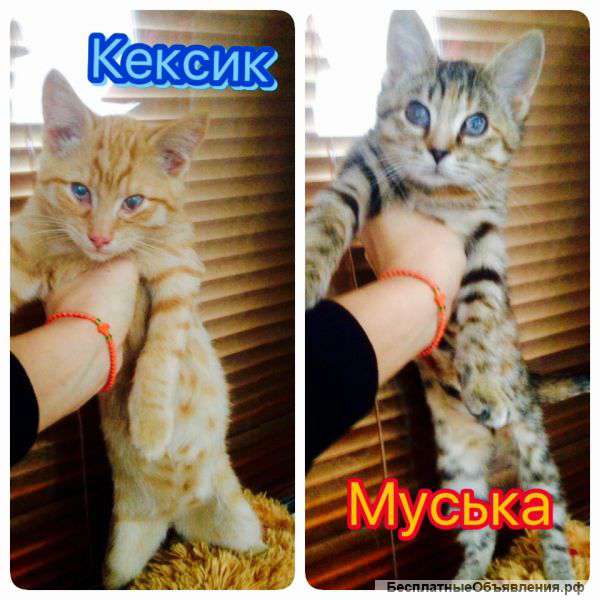 В добрые руки котик и кошечка