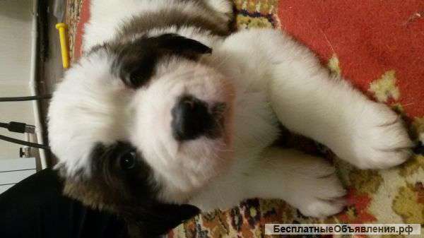 Щенки сенбернара