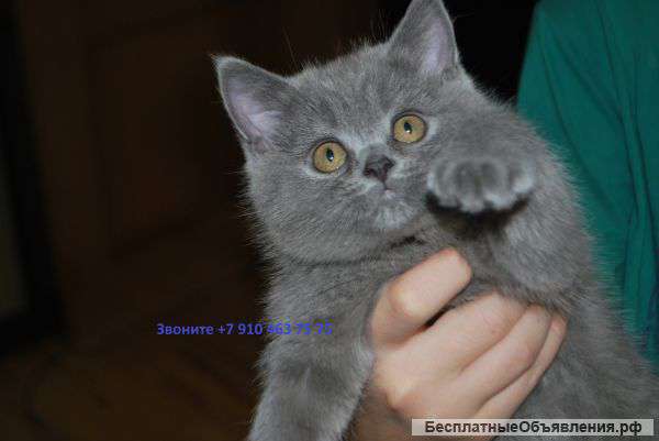 Шотладская кошечка