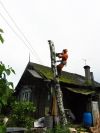 Спилить большое дерево. Валка сложных деревьев.