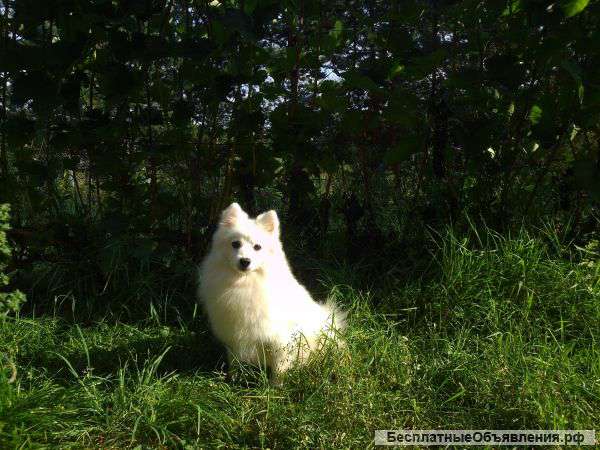 Японских шпицов