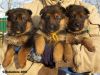 Щенки немецкой овчарки