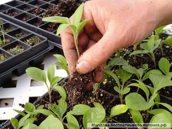 Семена,удобрения,тепличная пленка и многое другое