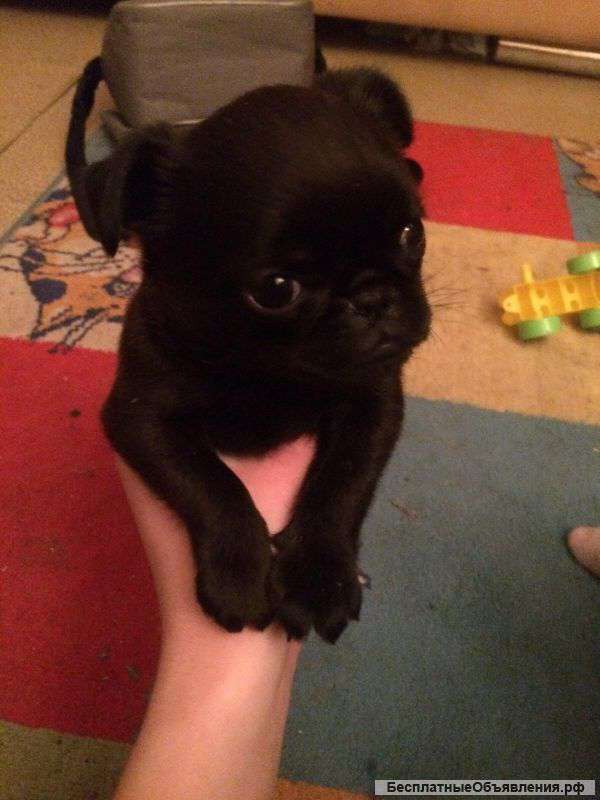 Черный щенок пти брабансона