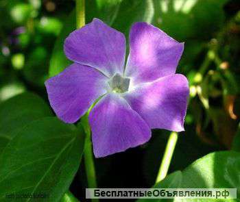 Отель для цветов