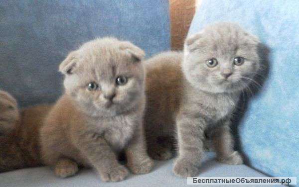 Отдам котенка в добрые руки