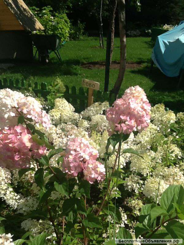 Гортензия метельчатая