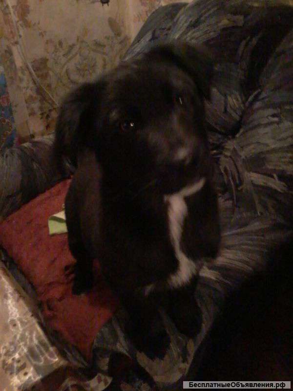 Отдам в хорошие руки